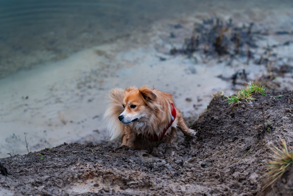 A small, fluffy brown dog standing on a muddy, wet trail beside a grassy area near Hornchurch Country Park. The dog appears to have recently walked through muddy terrain, with damp fur around its legs